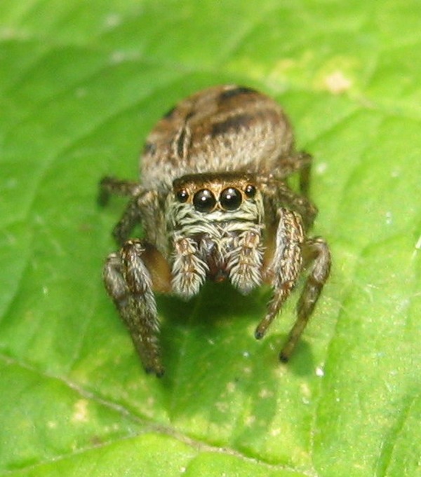 Evarcha arcuata